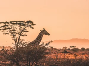 zorgeloosopreis.midima.nl Regio Afrika