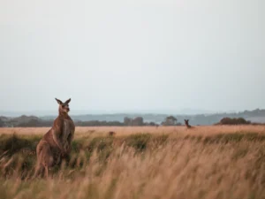 zorgeloosopreis.midima.nl Regio Oceanië